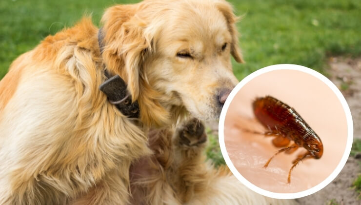 fleas how to get rid of them