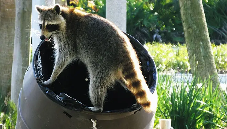 professional raccoon removal