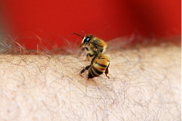 ground bee sting