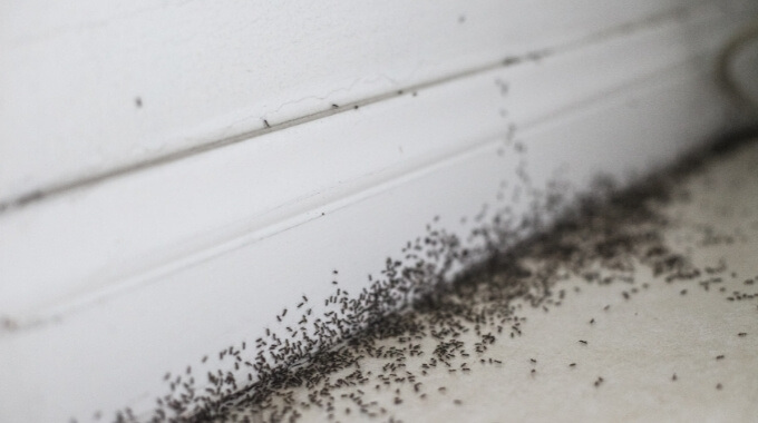 ant infestation