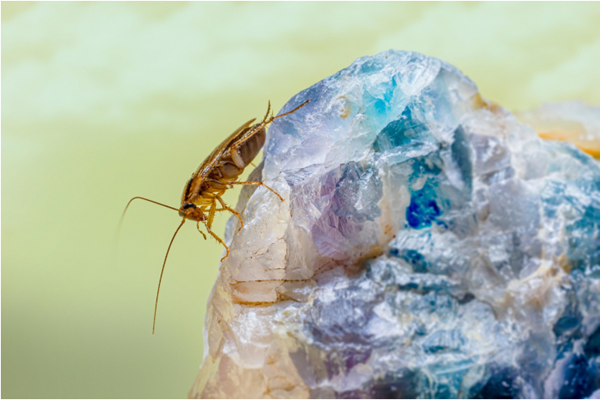 cockroach