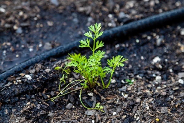 drip irrigation system