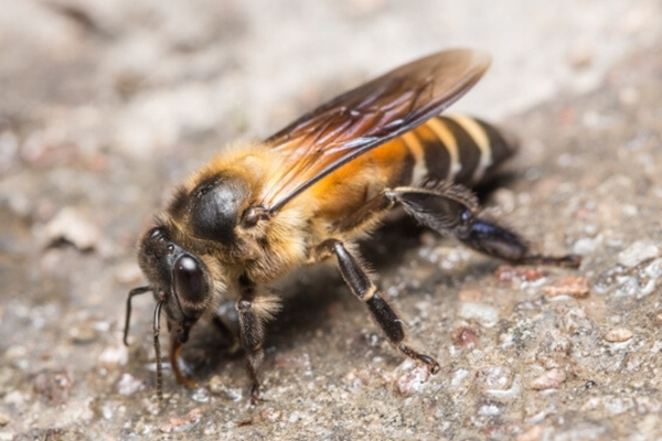 how to get rid of ground bees