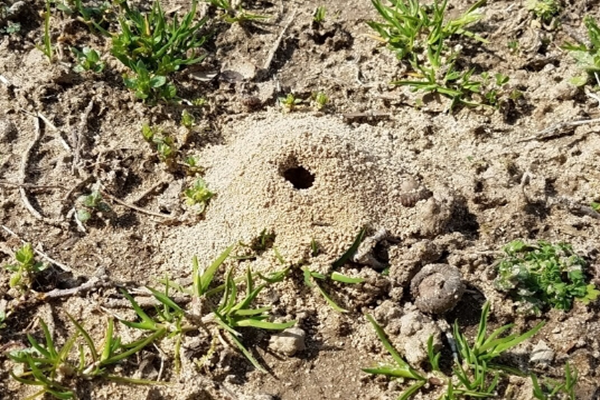 ground bee nest