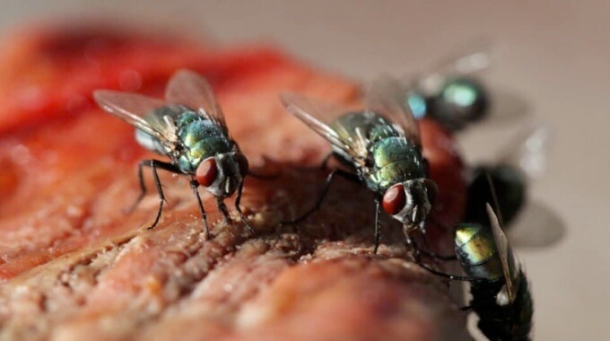 house flies eat