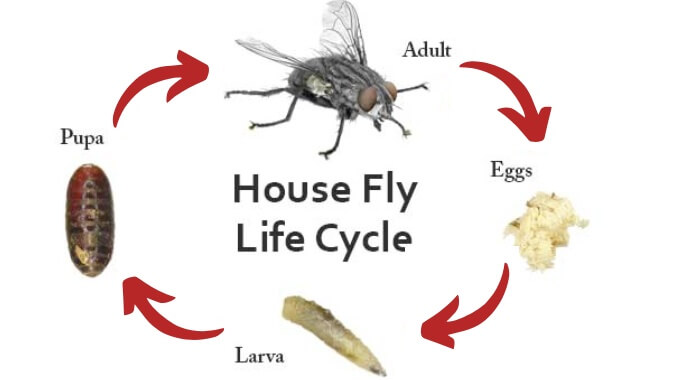 house fly life cycle