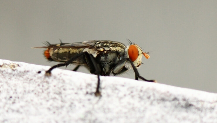 how long do house flies live