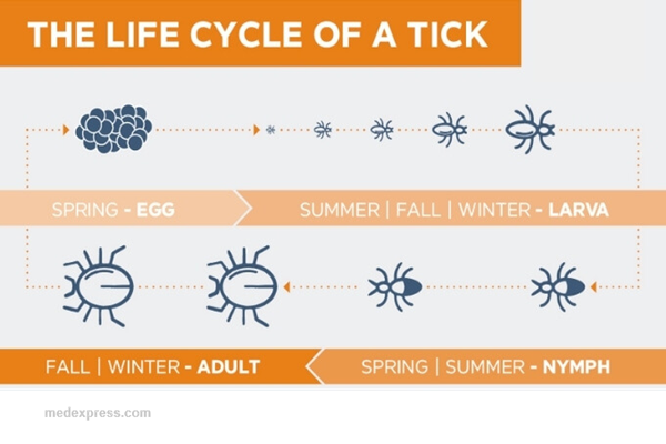 lifecycle of a tick