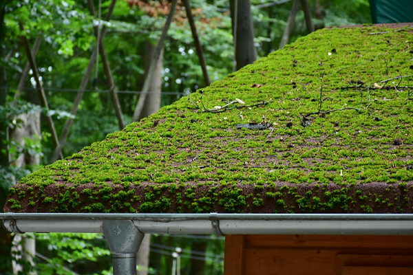 moss on roof