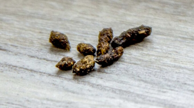 mouse poop