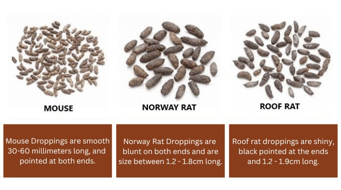 mouse poops and other pests