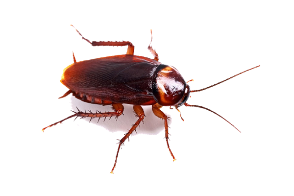 signs of a roach infestation
