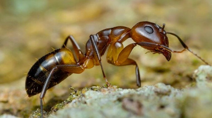 sugar ant