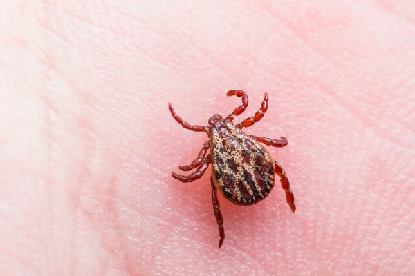 ticks how to get rid of them