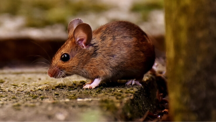 what does mouse poop look like