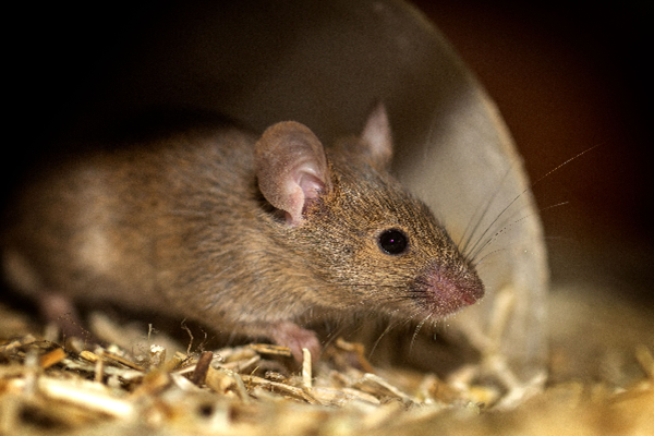 what does mouse poop look like