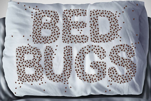 bed bugs