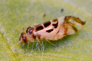 book lice