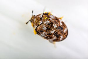carpet beetle