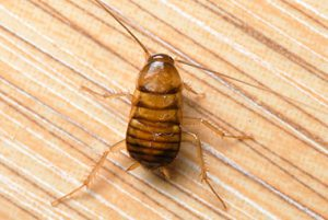 cockroach nymph