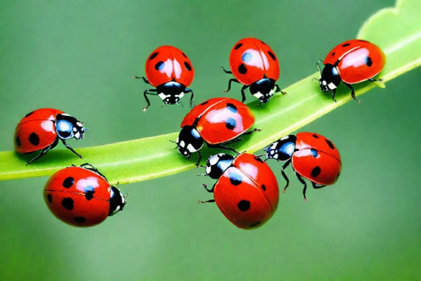 lady bugs