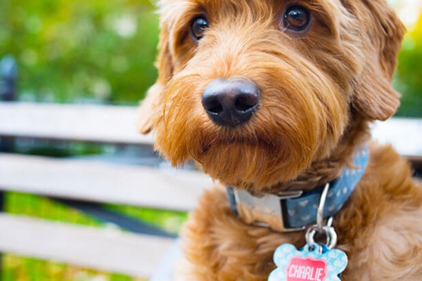 pet friendly pest control
