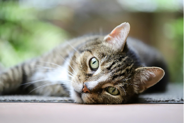 safe pet pest control