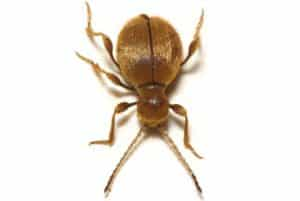 spider beetle